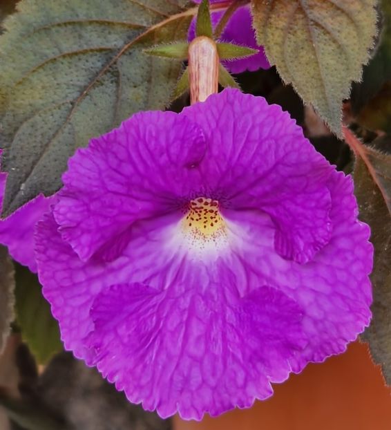  - Comparatie centru achi