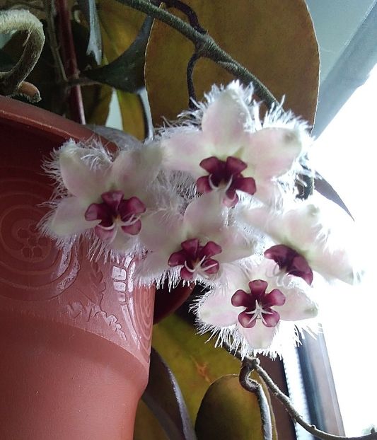 Caudata Sumatra - Hoya