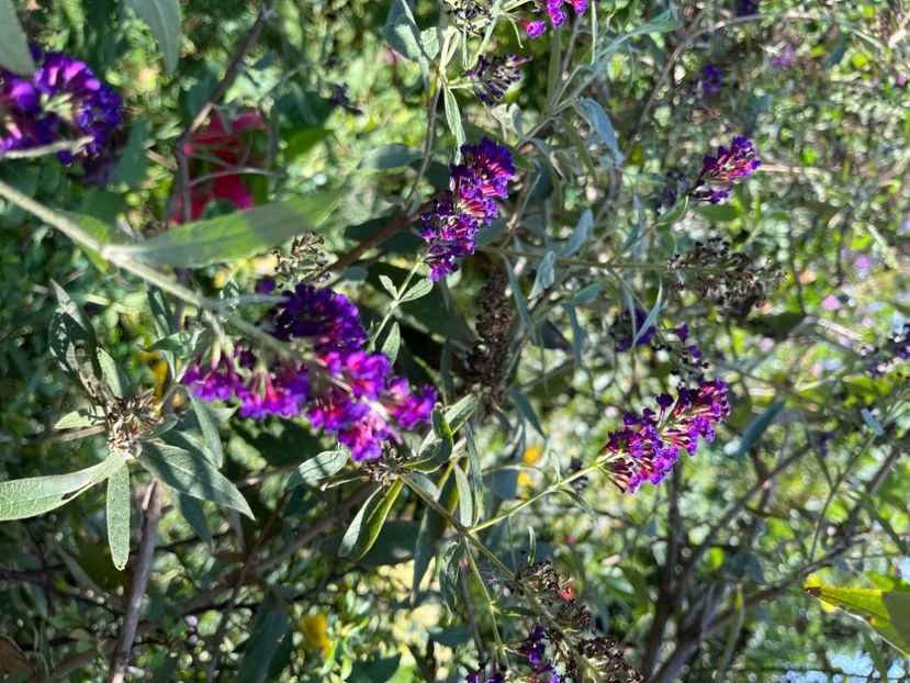 494EC15D-4CC2-4723-83F2-ED430485D028 - Arbuști 2021-2023