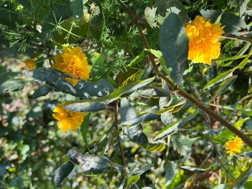 3B2BCBAD-A940-4A0F-B50E-11BB1112C1F1 - Arbuști 2021-2023