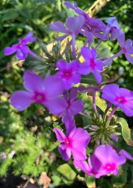 5FEFB4B0-D2A7-40ED-871D-49EB874C88C2 - Phlox 20-21