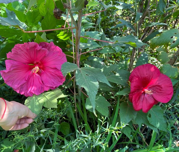 9122AEFA-9777-4842-8F74-C60147A41548 - Hibiscus moscheutus