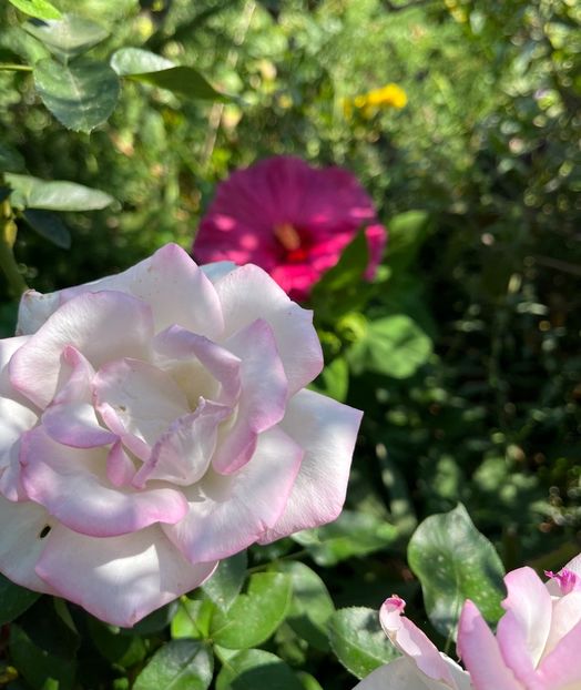 5C4A55C4-22E0-4E1E-BB55-41596F936D92 - Hibiscus moscheutus