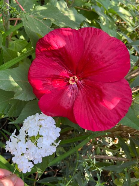 35926582-CCC1-4398-A1A8-435C6C1425F9 - Hibiscus moscheutus