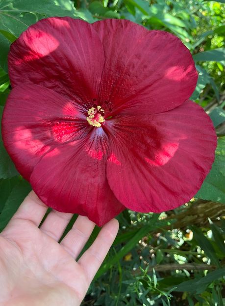 48FE79E6-73C3-4538-A48F-7B6A3822ABFB - Hibiscus moscheutus