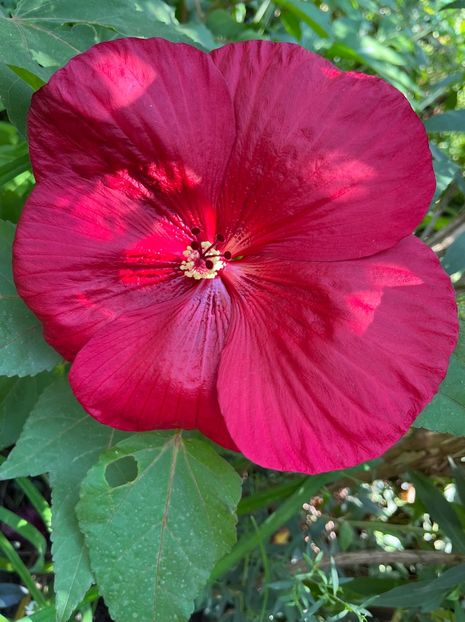 886AFC1A-8328-4B0A-9F19-6A9F44CC6196 - Hibiscus moscheutus