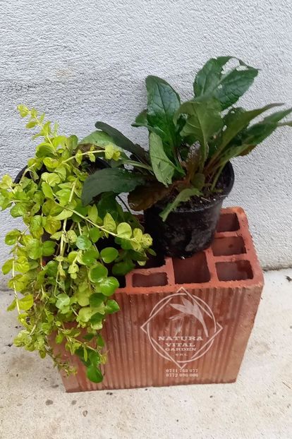 Lizinca si ajuga - PLANTE gradina LIZINCA Ajuga si cactus