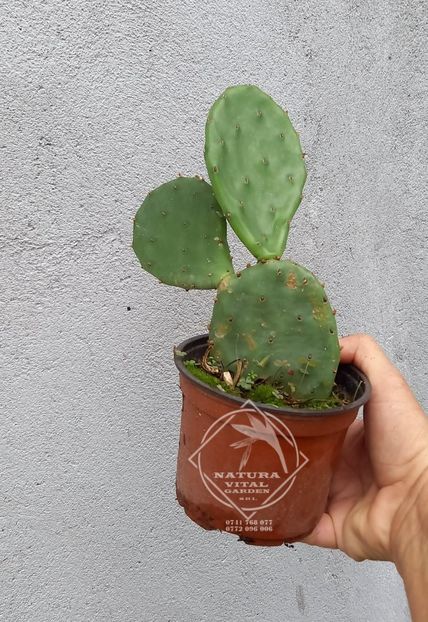 cactus op.humifusa - PLANTE gradina LIZINCA Ajuga si cactus