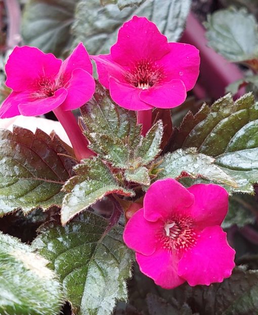 Weinrot Elfe - AAA RIZOMI ACHIMENES DISPONIBILI -2023