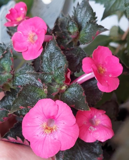  - BRID-S SCHMETTERLING