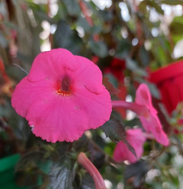  - BRID-S SCHMETTERLING