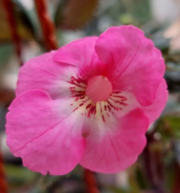  - APPLE BLOSSOM