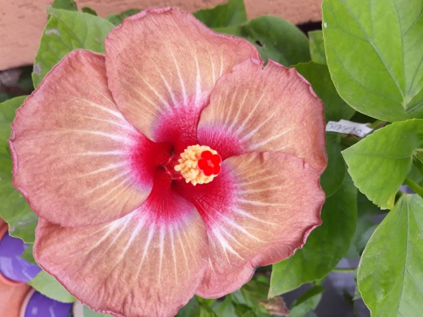  - hibi creme de cacao