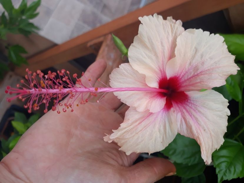  - Hibi Rowena Weeding