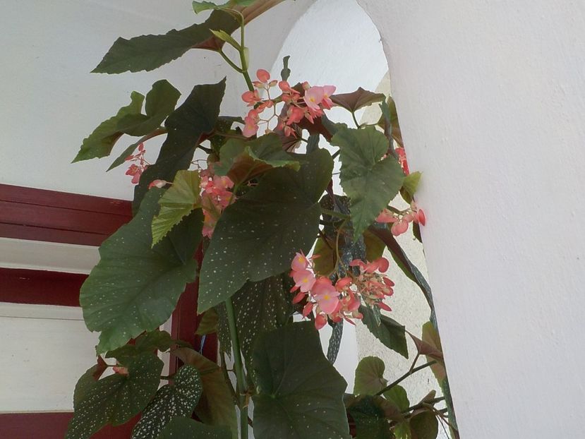  - begonia lucernae