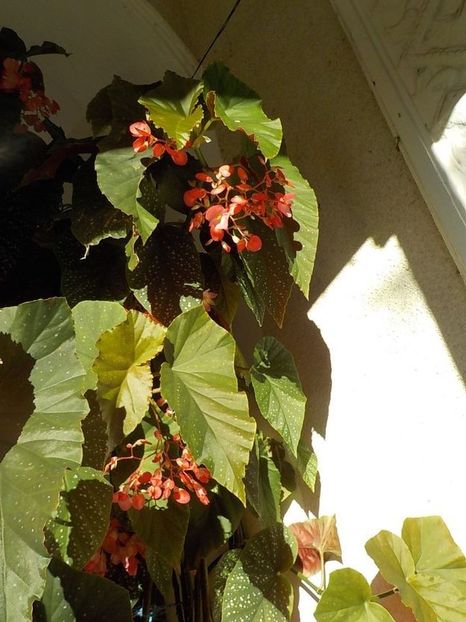  - begonia lucernae