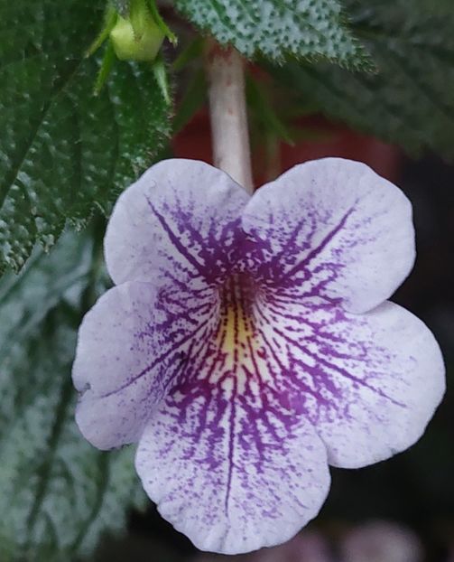  - Ambroise Verschaffelt