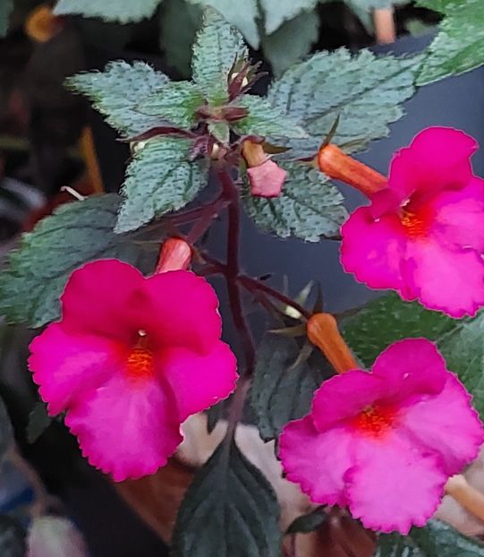 CANCEY MARIE Xa - AAA RIZOMI ACHIMENES DISPONIBILI -2023