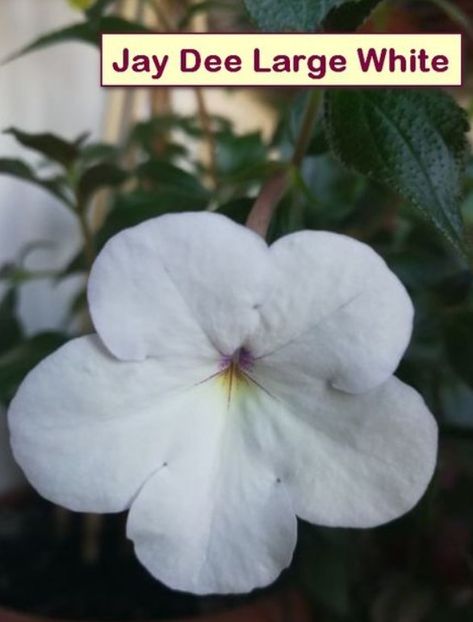 Jay Dee Large White - Jay Dee Large White - ieșită din colectie