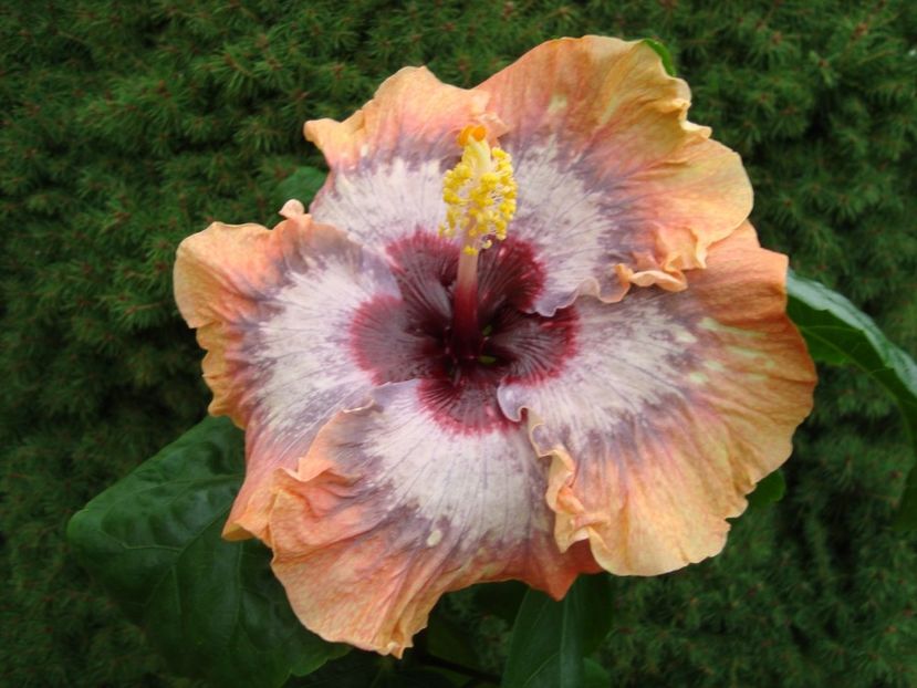  - Tropical Diamond Queen