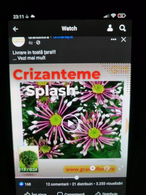 IMG-20220904-WA0003 - Crizanteme 2022