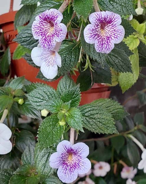  - Ambroise Verschaffelt