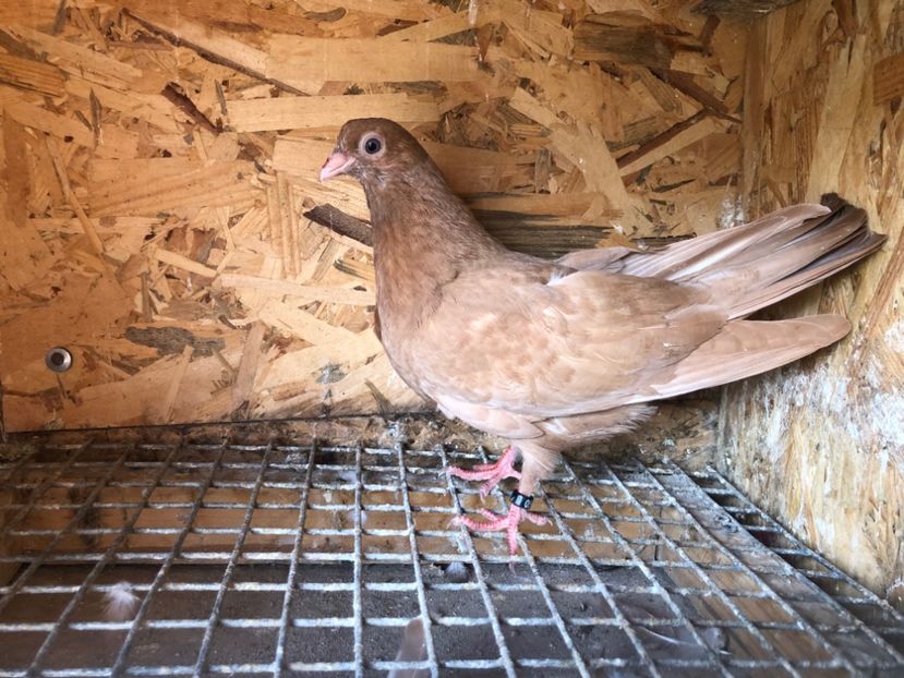 508/22 - 5- lot zbor 2022