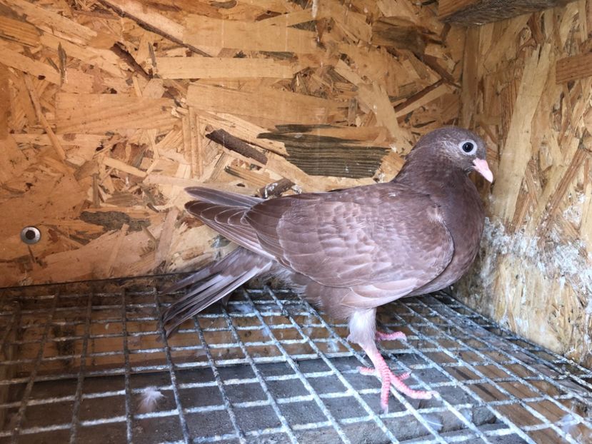 509/22 - 5- lot zbor 2022