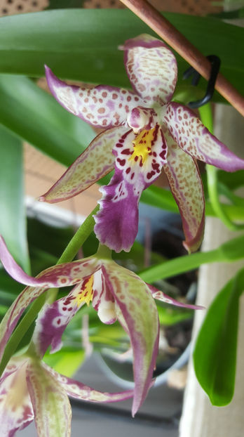 beallara "marfitch renaissance coral" - Orhidee_4_simpodiale cu pseudobulbi