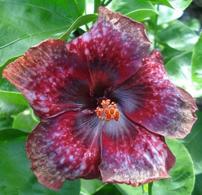 Rezervat MOOREA CARDINAL POURPRE - 40 lei - lastari rezervati