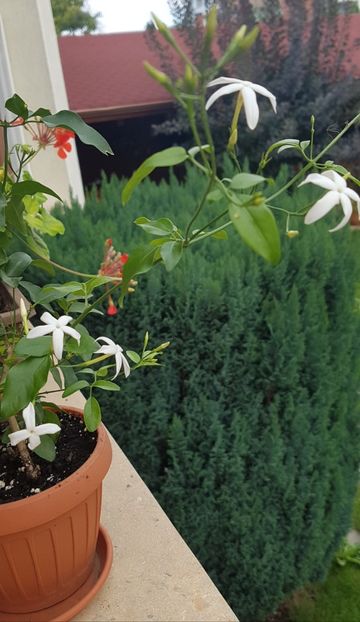 Jasminum azoricum - Plumbago- jasminum azoricum -acalipha