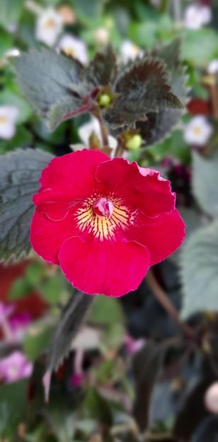  - RFs Silvia Marinovici