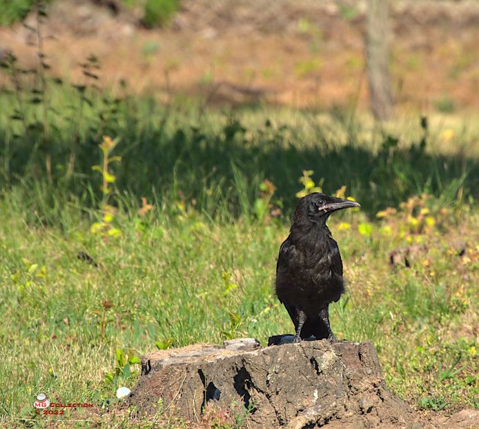 w-Cioara-Crow posing - PASARI - BIRDS