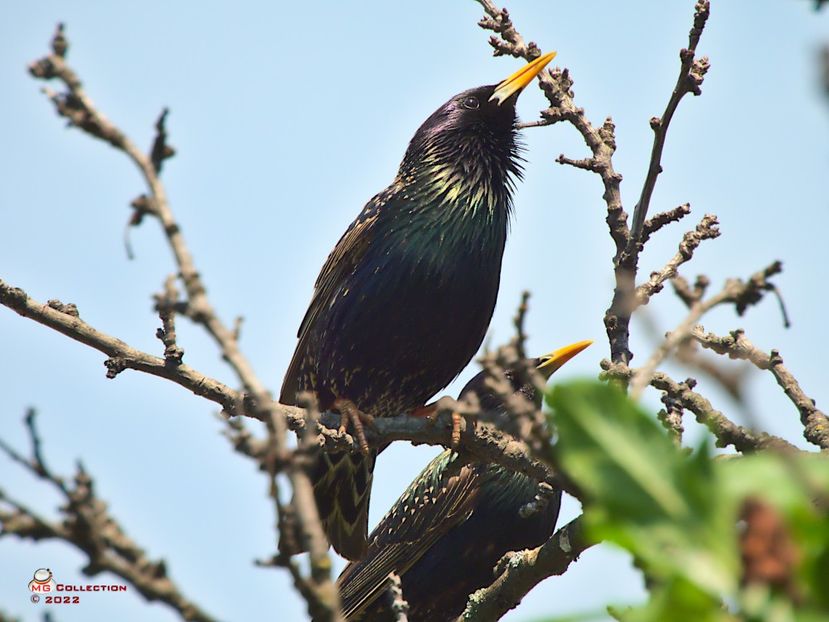 w-familie de grauri-Starling Family - PASARI - BIRDS