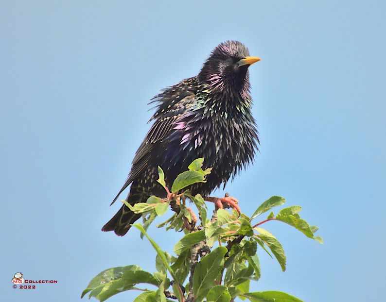 w-Graur mascul-Starling male - PASARI - BIRDS