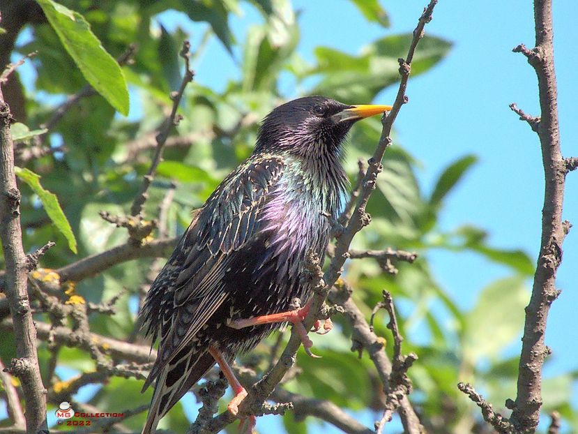 w-Graur pestritz mascul-Sarling Male - PASARI - BIRDS