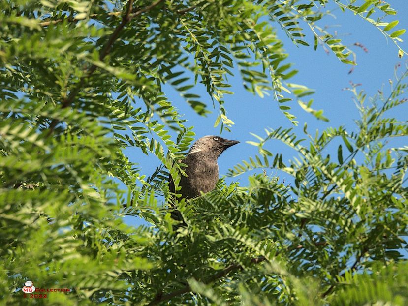 w-Liber ca pasarea - Free like a bird 01 - PASARI - BIRDS