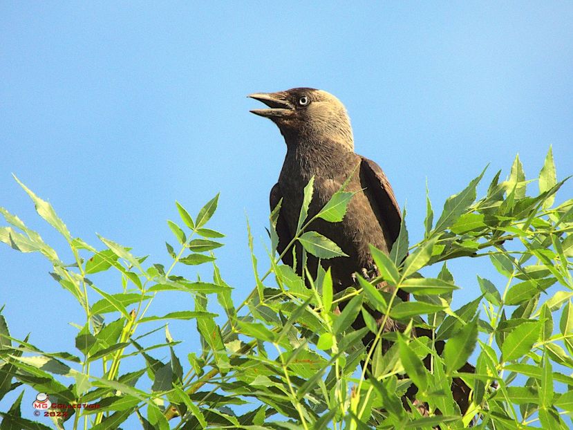 w-Liber ca pasarea - Free like a bird - PASARI - BIRDS