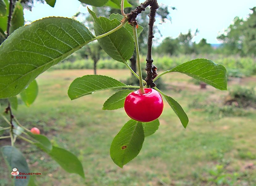w-Visina-Sour Cherry 02 - FRUCTE-FRUITS