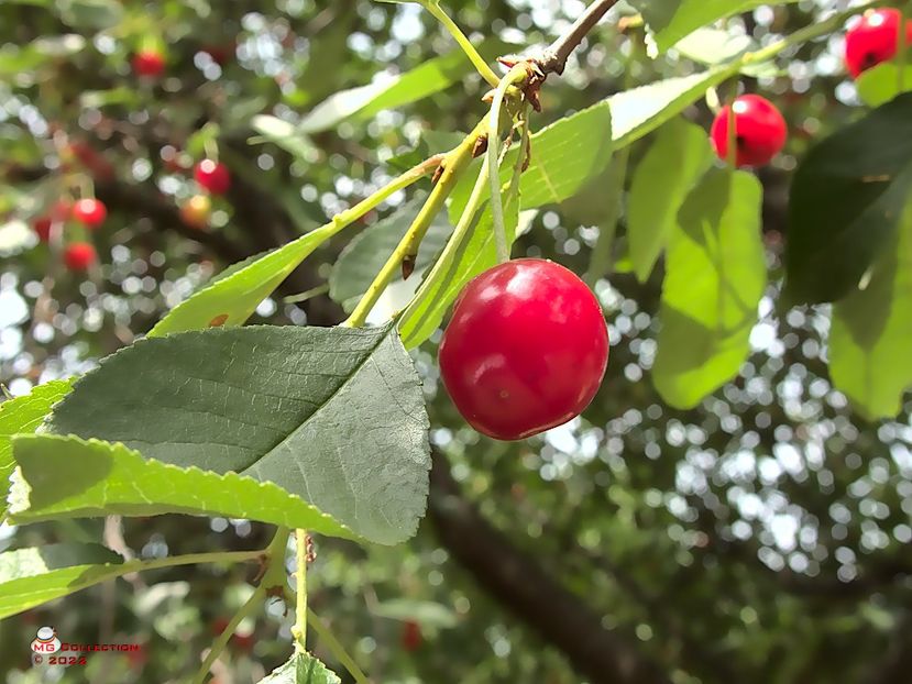 w-Visina-Sour Cherry 03 - FRUCTE-FRUITS
