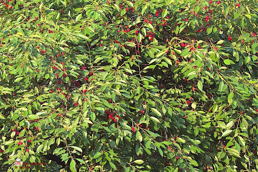 w-Visin-Sour cherry tree - FRUCTE-FRUITS