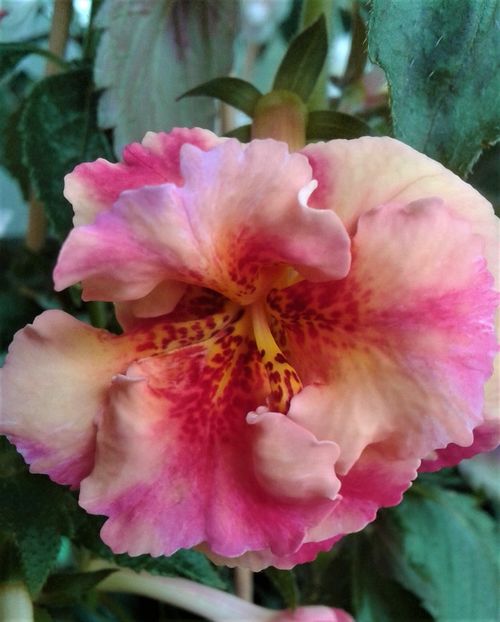  - Frumosi mei achi astazi