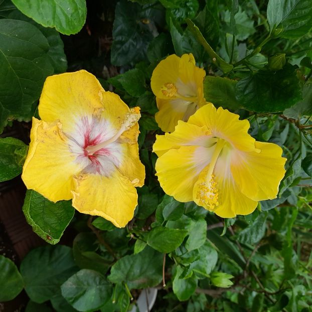 05.09.2022 - HIBISCUSI 2022-4