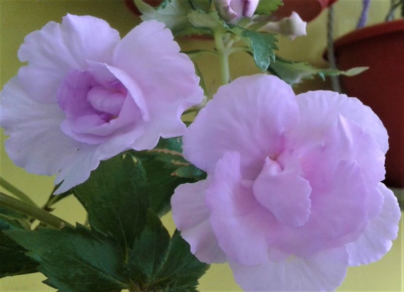  - Frumosi mei achi astazi