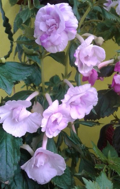  - Frumosi mei achi astazi