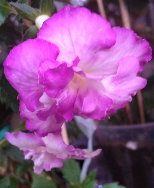  - Frumosi mei achi astazi