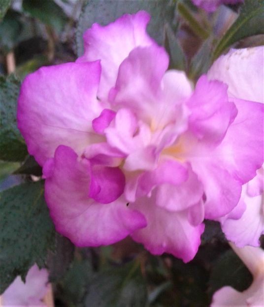  - Frumosi mei achi astazi