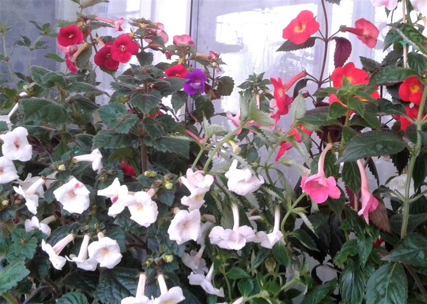  - Frumosi mei achi astazi