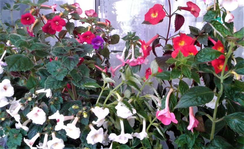  - Frumosi mei achi astazi