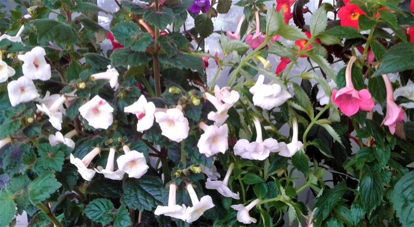  - Frumosi mei achi astazi